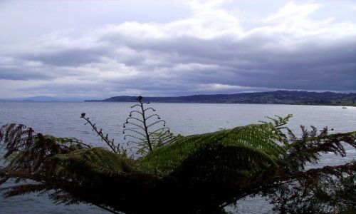 Zdjęcie NOWA ZELANDIA / Wyspa Północna / Lake Taupo / paproć drzewiasta - jedne z symboli  Nowej Zelandii na tle Jez. Taupo