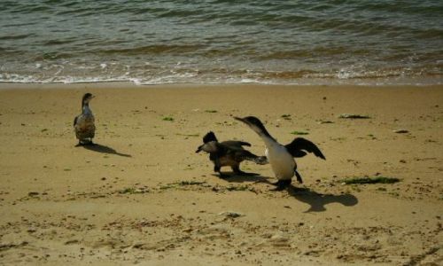 Zdjęcie NOWA ZELANDIA / brak / Abel Tasman national park / Abel Tasman national park