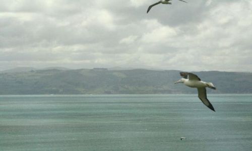 Zdjęcie NOWA ZELANDIA / brak / Otago Peninsula / Albatrosy królewskie - największe morskie ptaki na świecie