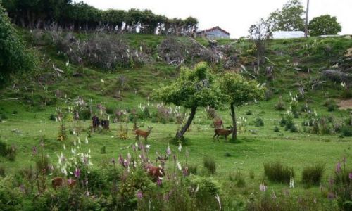 Zdjęcie NOWA ZELANDIA / brak / Manapouri / Farma jeleni
