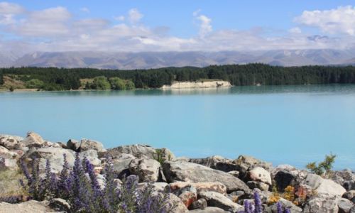 Zdjecie NOWA ZELANDIA / Wyspa Poudniowa / - / Lake Tekapo