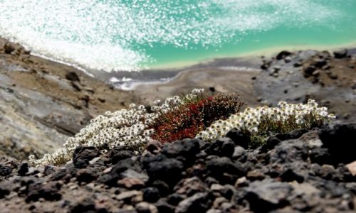 Zdjecie NOWA ZELANDIA / Wyspa pnocna / Park Narodowy Tongariro / ... a jednak cos ronie..