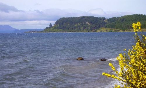 Zdjęcie NOWA ZELANDIA / Północna Wyspa / nad jeziorem Taupo / wiosna nad Lake Taupo