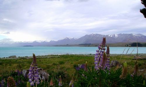 Zdjęcie NOWA ZELANDIA / Południowa Wyspa / Lake Tekapo / inne kolory - Lake Tekapo