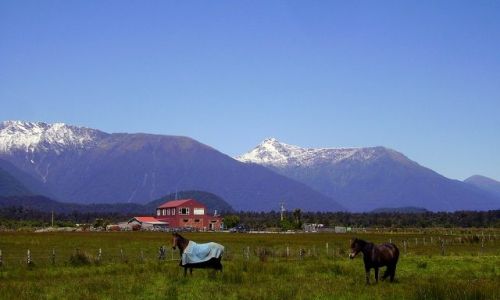 Zdjcie NOWA ZELANDIA / Poudniowa Wyspa / w drodze do te Anau / sielanka na farmie