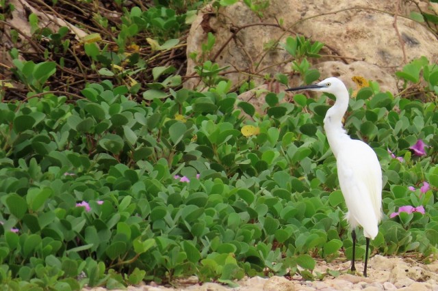Zdj cia: Salala, Dhofar, Czapla nadobna, OMAN