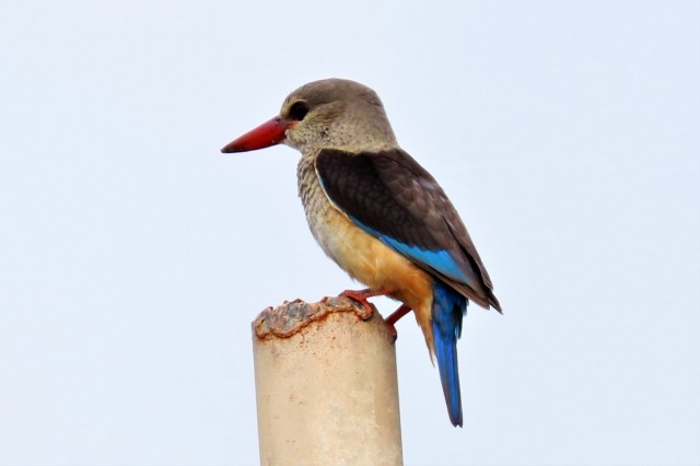 Zdj cia: Salala, Dhofar, owiec szarogowy (zimorodek), OMAN
