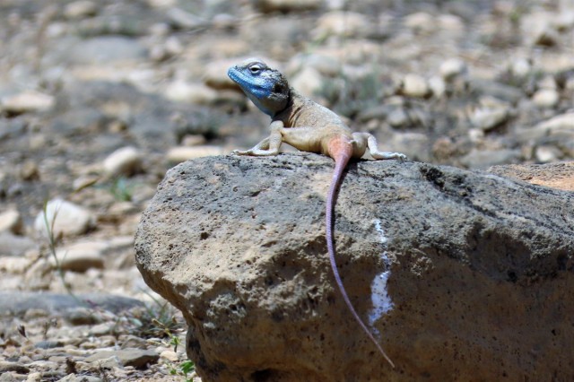 Zdj cia: Salala, Dhofar, Agama, OMAN