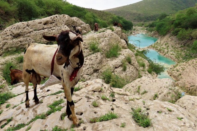 Zdj cia: Dhofar, Wadi Darbat, OMAN