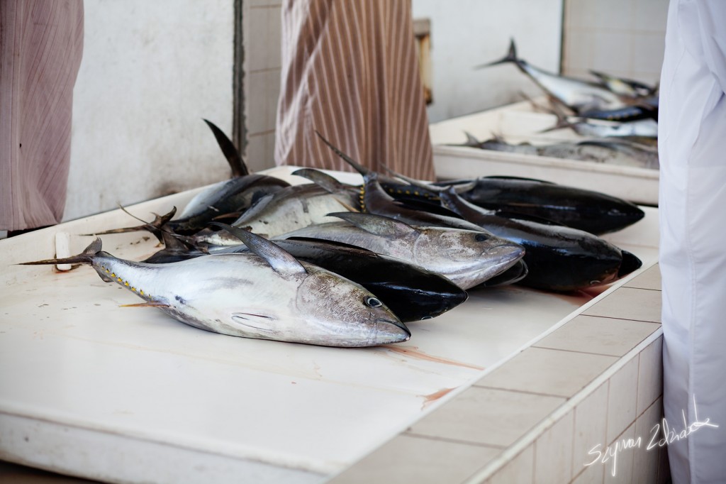Zdjęcia: Sohar Fish Market, Sohar, Tuńczyki, OMAN Zdjęcia: Sohar Fish Market, Sohar, Tuńczyki, OMAN
