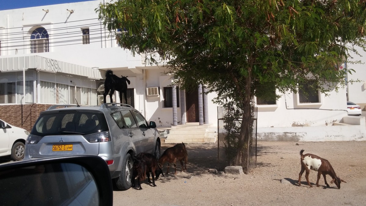Zdjęcia: Sur, Sur, Wszedobylskie omanskie kozy., OMAN Zdjęcia: Sur, Sur, Wszedobylskie omanskie kozy., OMAN