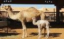 Zdjęcie ZJEDNOCZONE EMIRATY ARABSKIE / Al Ain / Na targu / Przy mamie