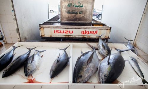 Zdjcie OMAN / Sohar / Sohar Fish Market / A puszki takie mae...