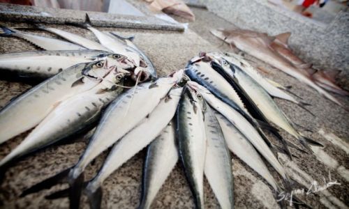 Zdjcie OMAN / Sohar / Sohar Fish Market / Na pczki