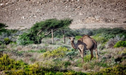 Zdjcie OMAN / - / As Saleel Natural Park / Dromader