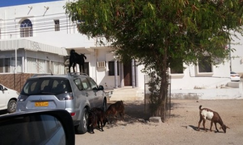 Zdjęcie OMAN / Sur / Sur / Wszedobylskie omanskie kozy.