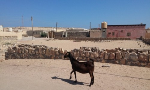 Zdjęcie OMAN / Al Ashkharah / mala miejscowosc / Koza