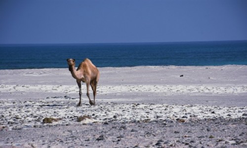 Zdjecie OMAN / Masirah Island / Masirah Island / Zwierz plaowe