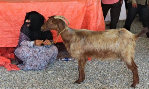 OMAN / - / Sinaw / Na targu