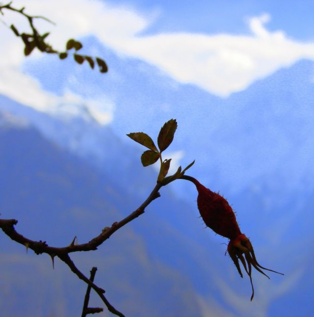 Zdjęcia: Hunza, Hunza, Kwiat w Karakorum, PAKISTAN Zdjęcia: Hunza, Hunza, Kwiat w Karakorum, PAKISTAN