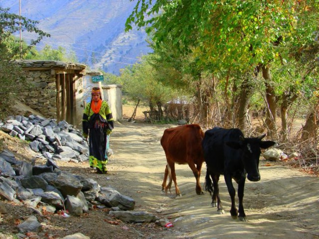 Zdjęcia: Bumburet, Bumburet, Bumburet, PAKISTAN Zdjęcia: Bumburet, Bumburet, Bumburet, PAKISTAN