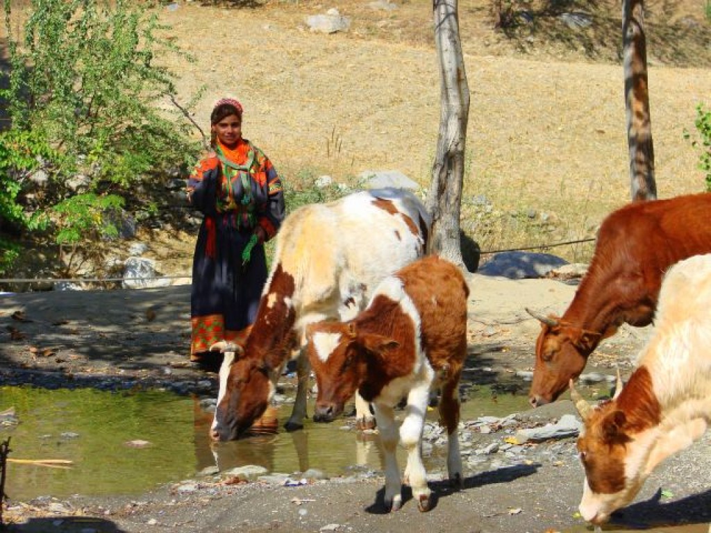 Zdjęcia: Bumburet, Bumburet, Bumburet, PAKISTAN Zdjęcia: Bumburet, Bumburet, Bumburet, PAKISTAN