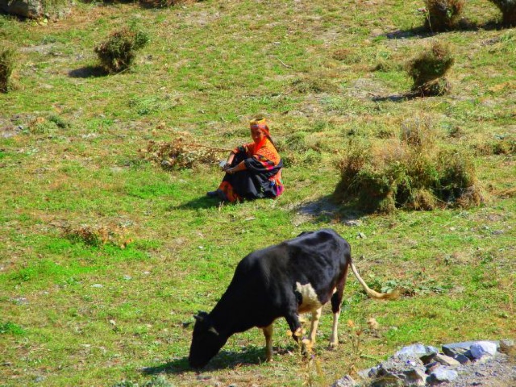 Zdjęcia: Bumburet, Bumburet, Pasterka, PAKISTAN Zdjęcia: Bumburet, Bumburet, Pasterka, PAKISTAN