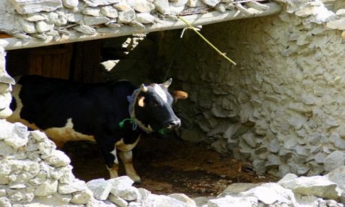 Zdjecie PAKISTAN / Karakorum / Karakorum / Karakorum
