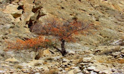 Zdjecie PAKISTAN / Hunza / Hunza / Samotne