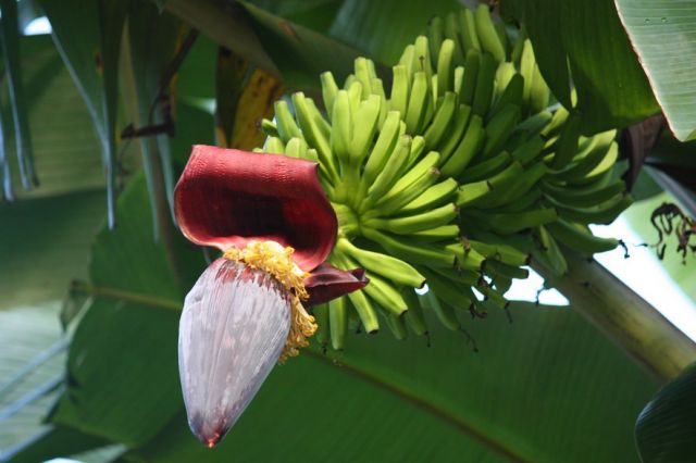 Zdjęcia: Palau, bananowiec, PALAU Zdjęcia: Palau, bananowiec, PALAU