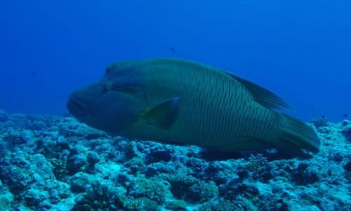 Zdjcie PALAU / - / Ulong Channel / znudzony
