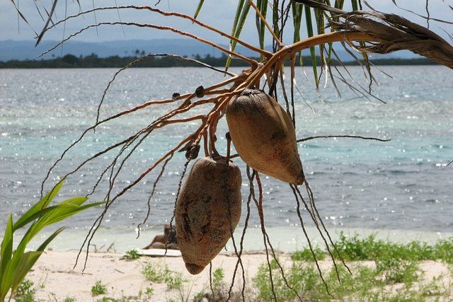 Zdjęcia: okolice Rio Sidra, San Blas Islands - Kuna Yala, Kuna Yala 3, PANAMA Zdjęcia: okolice Rio Sidra, San Blas Islands - Kuna Yala, Kuna Yala 3, PANAMA