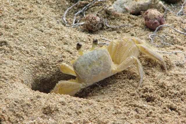 Zdjęcia: Isla Colon, Playa Drago, Bocas del Toro, Kto mnie złapie?, PANAMA Zdjęcia: Isla Colon, Playa Drago, Bocas del Toro, Kto mnie złapie?, PANAMA