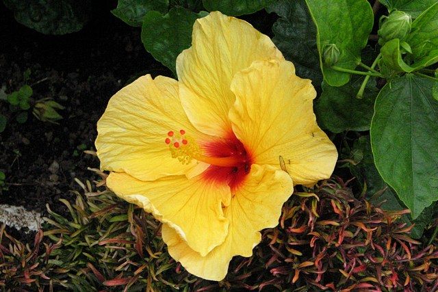 Zdjęcia: Boquete - Mi Jardin es Su Jardin, Chiriqui Province, zaczarowany ogód, PANAMA Zdjęcia: Boquete - Mi Jardin es Su Jardin, Chiriqui Province, zaczarowany ogód, PANAMA