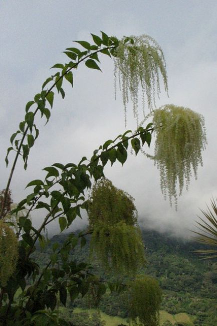 Zdjęcia: Boquete - Mi Jardin es Su Jardin, Chiriqui Province, zaczarowany ogród, PANAMA Zdjęcia: Boquete - Mi Jardin es Su Jardin, Chiriqui Province, zaczarowany ogród, PANAMA