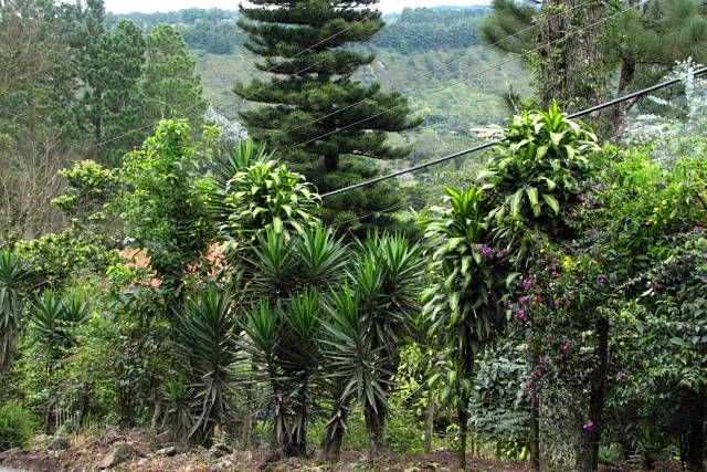Zdjęcia: Boquete , Chiriqui Province, Mieć taki żywopłot..., PANAMA Zdjęcia: Boquete , Chiriqui Province, Mieć taki żywopłot..., PANAMA