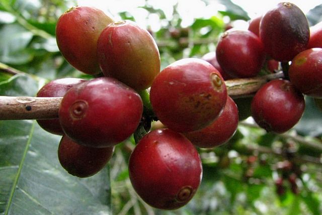 Zdjęcia: Boquete , Chiriqui Province, ech ta kawa..., PANAMA Zdjęcia: Boquete , Chiriqui Province, ech ta kawa..., PANAMA