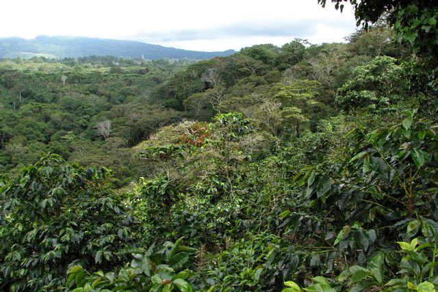 Zdjęcia: Boquete , Chiriqui Province, ech ta kawa..., PANAMA Zdjęcia: Boquete , Chiriqui Province, ech ta kawa..., PANAMA