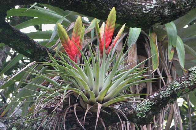 Zdjęcia: Boquete , Chiriqui Province, Czemu u nas to nie rośnie w ogrodach..., PANAMA Zdjęcia: Boquete , Chiriqui Province, Czemu u nas to nie rośnie w ogrodach..., PANAMA