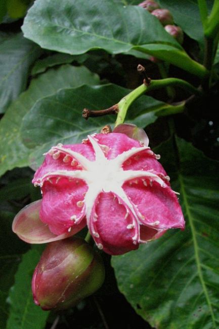 Zdjęcia: Botanical Garden, Summit, Zielono mi ..., PANAMA Zdjęcia: Botanical Garden, Summit, Zielono mi ..., PANAMA