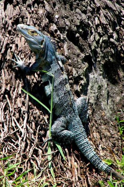 Zdjęcia: Amador Causeway, Panama City, Iguana, PANAMA Zdjęcia: Amador Causeway, Panama City, Iguana, PANAMA