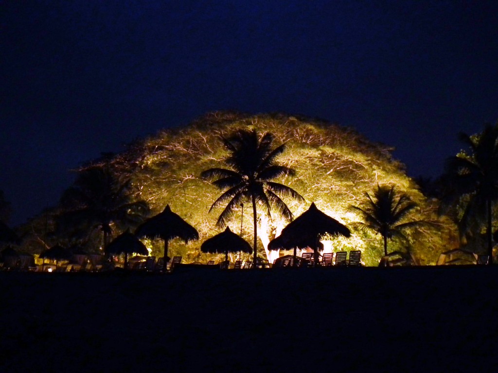 Zdjęcia: Farallon, Wybrzeże Pacyfiku, "Pod koroną drzewa", PANAMA Zdjęcia: Farallon, Wybrzeże Pacyfiku, "Pod koroną drzewa", PANAMA