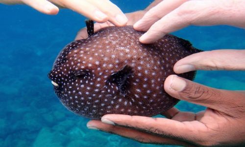 Zdjcie PANAMA / Park Narodowy Coiba / coiba / balon