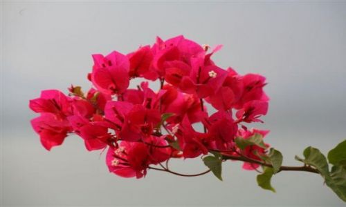 Zdjęcie PANAMA / brak / Panama City Casco Viejo / Kawałek krzala