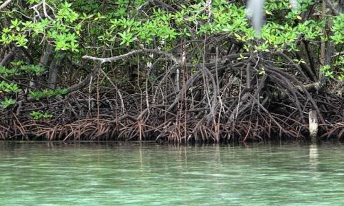 Zdjęcie PANAMA / Bocas del Toro / Isla Bastimentos / Tu raczej nie da się przycumować