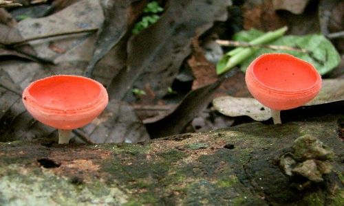 Zdjęcie PANAMA / Panama City / Parque Natural Metropolitano / Grzybki Panamy