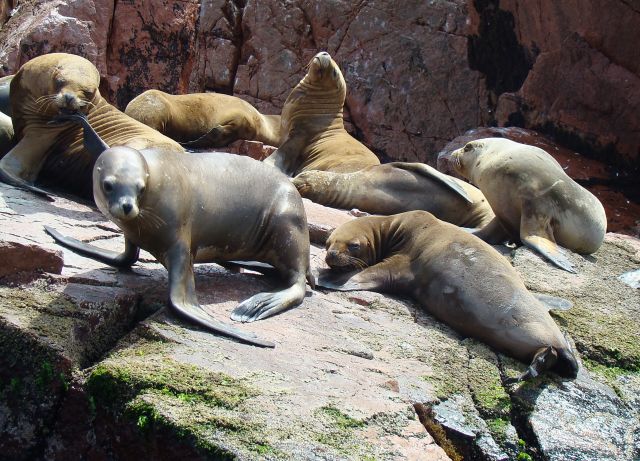 Zdjęcia: Wyspy Ballestas, peru, odpoczynek, PERU Zdjęcia: Wyspy Ballestas, peru, odpoczynek, PERU