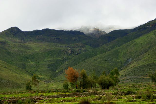 Zdjęcia: AREQVIPA, AREQVIPA, kĘPKA, PERU Zdjęcia: AREQVIPA, AREQVIPA, kĘPKA, PERU