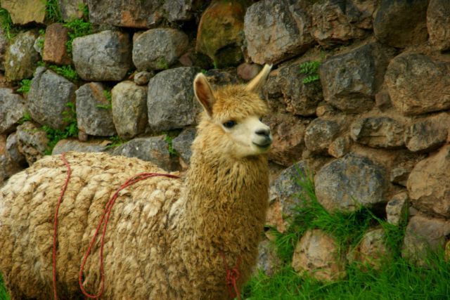 Zdjęcia: CUZCO, CUZCO, DAMA, PERU Zdjęcia: CUZCO, CUZCO, DAMA, PERU
