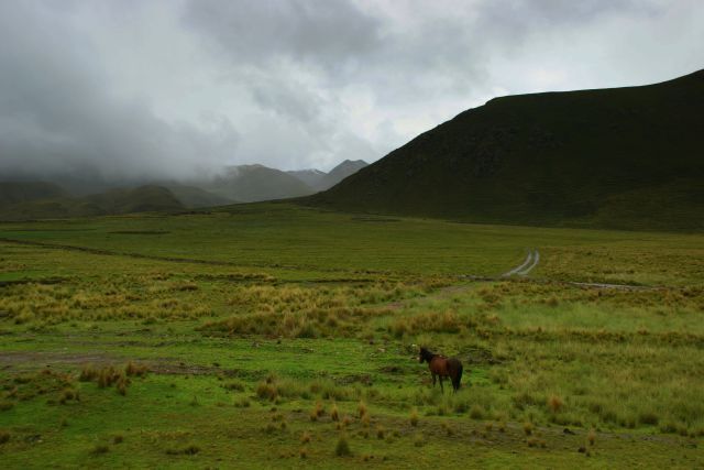 Zdjęcia: Cuzco, Cuzco, Samotny na pastwisku , PERU Zdjęcia: Cuzco, Cuzco, Samotny na pastwisku , PERU
